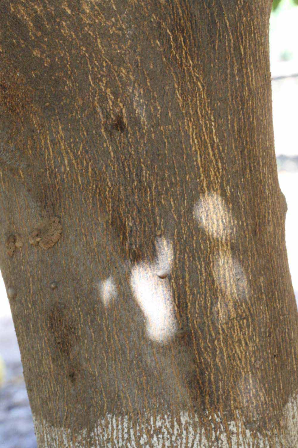           Bark (Riverside, CA)   